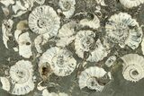 Ammonite (Promicroceras) Cluster - Marston Magna, England #282019-1